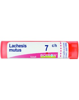 BO.LACHESIS MUT.Tubo  7CH